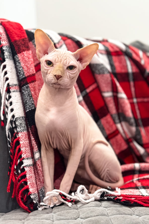 Nixon | Canadian Sphynx Kitten