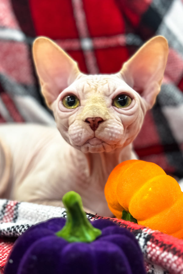 Nixon | Canadian Sphynx Kitten
