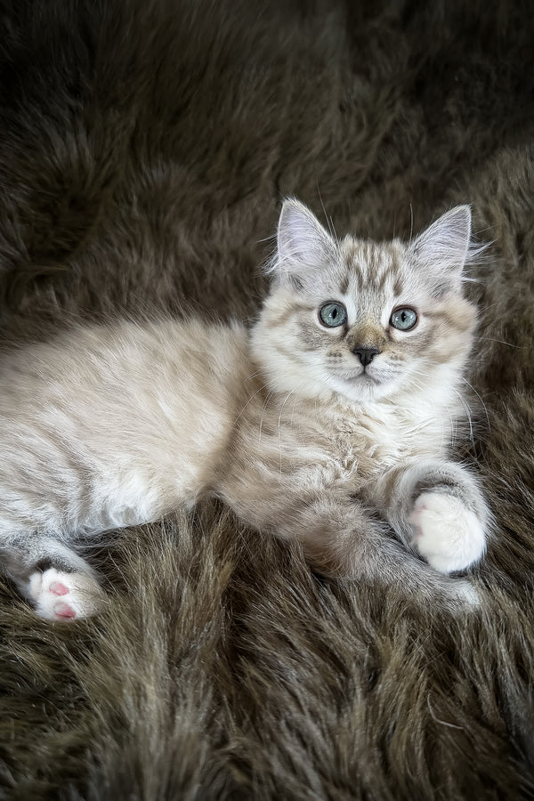 Nocciola | Cherubim Ragdoll Kitten