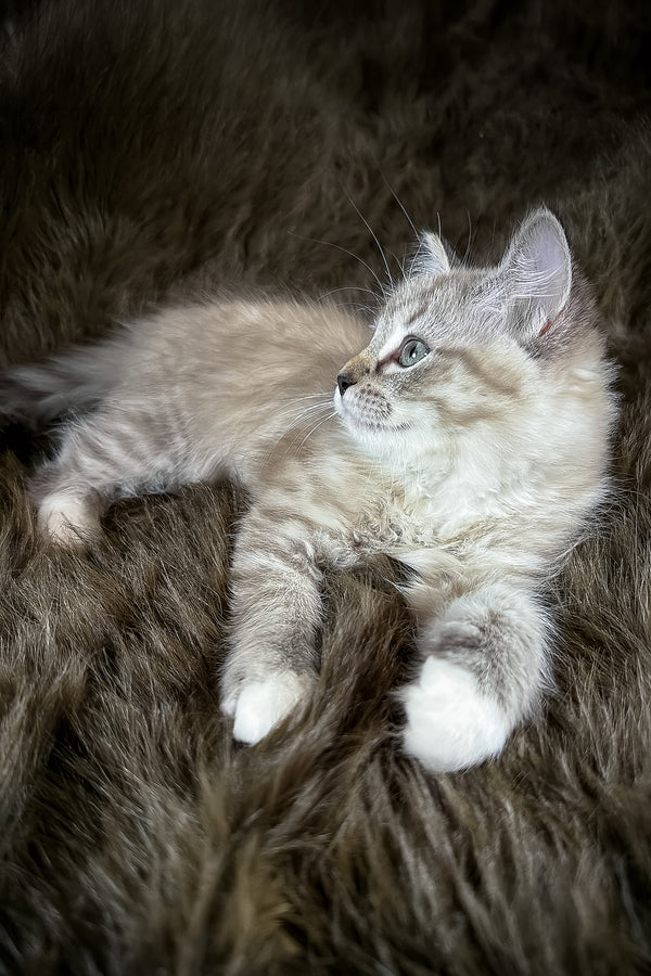 Nocciola | Cherubim Ragdoll Kitten