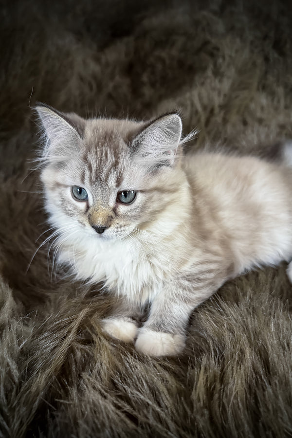 Nocciola | Cherubim Ragdoll Kitten