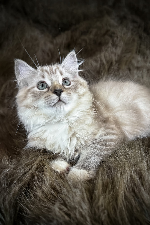Nocciola | Cherubim Ragdoll Kitten