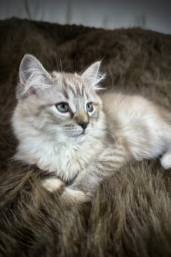 Nocciola | Cherubim Ragdoll Kitten