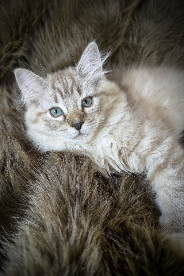 Nocciola | Cherubim Ragdoll Kitten