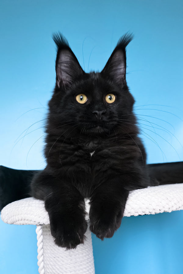 Nola | Maine Coon Kitten