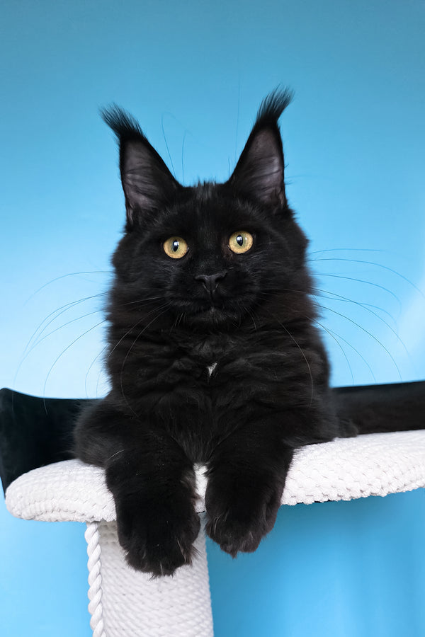 Nola | Maine Coon Kitten