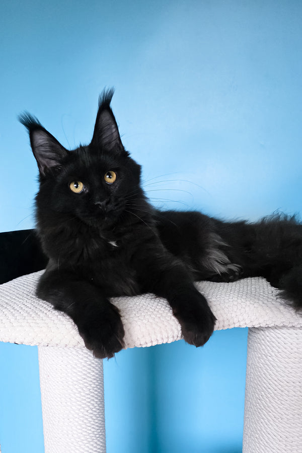 Nola | Maine Coon Kitten