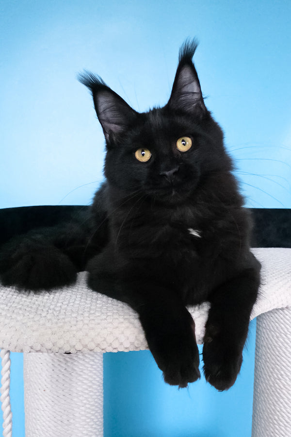 Nola | Maine Coon Kitten