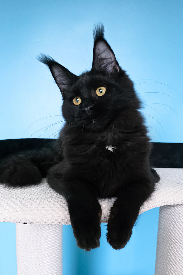 Nola | Maine Coon Kitten