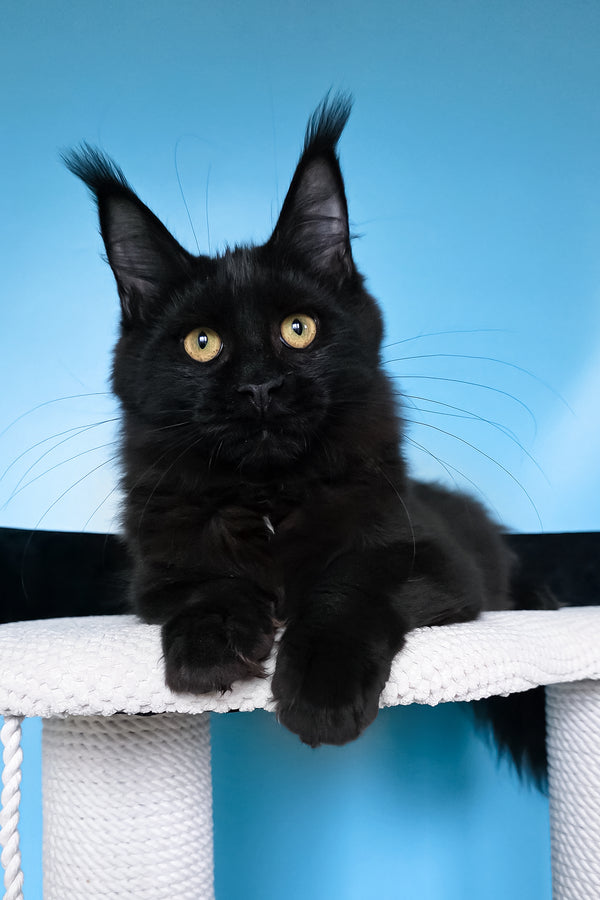 Nola | Maine Coon Kitten