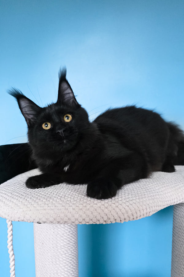 Nola | Maine Coon Kitten