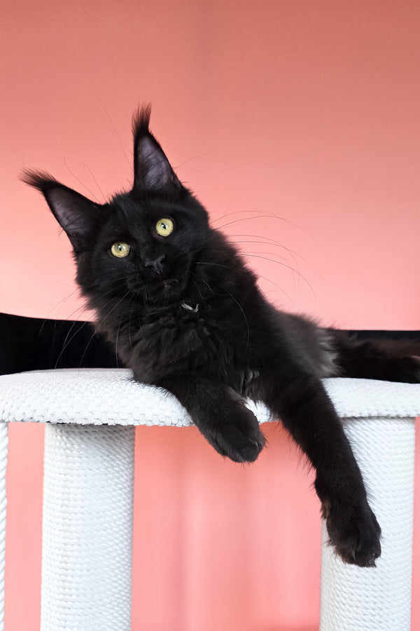 Nola | Maine Coon Kitten