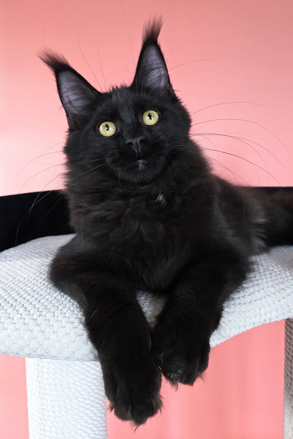 Nola | Maine Coon Kitten