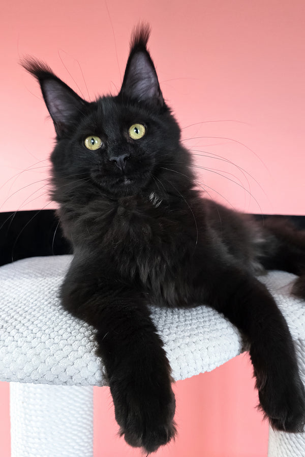 Nola | Maine Coon Kitten