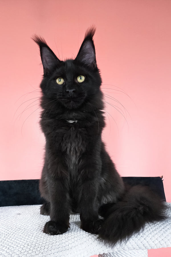 Nola | Maine Coon Kitten