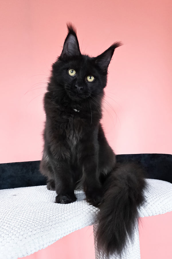 Nola | Maine Coon Kitten