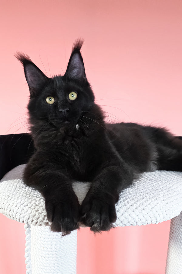 Nola | Maine Coon Kitten