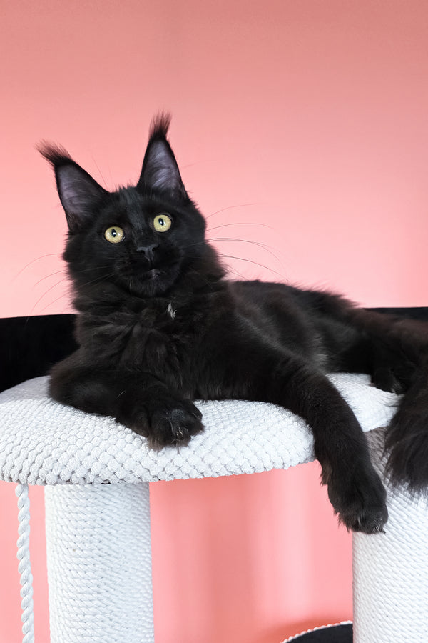 Nola | Maine Coon Kitten