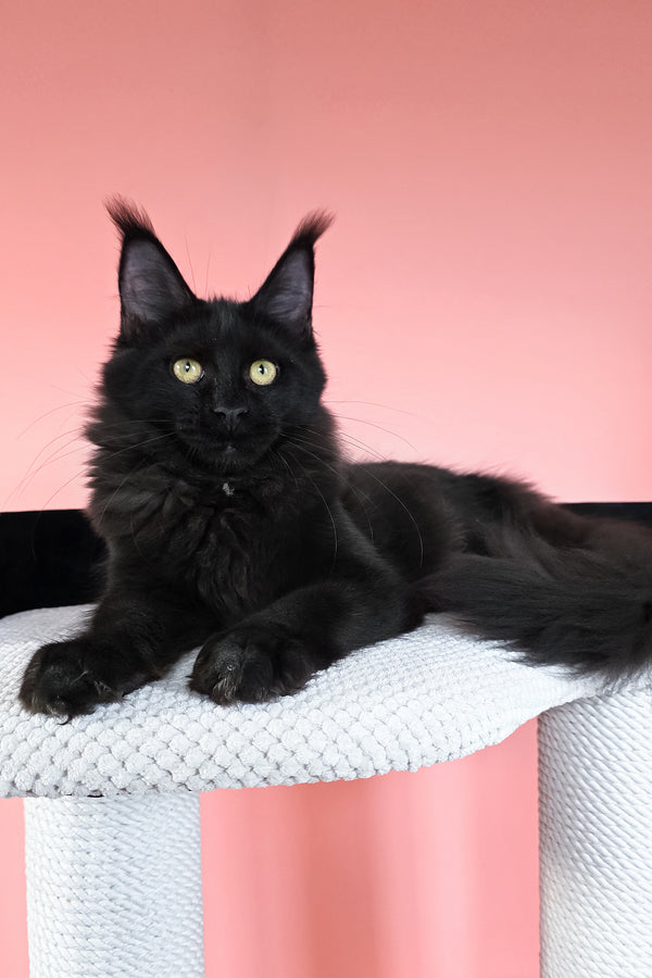 Nola | Maine Coon Kitten