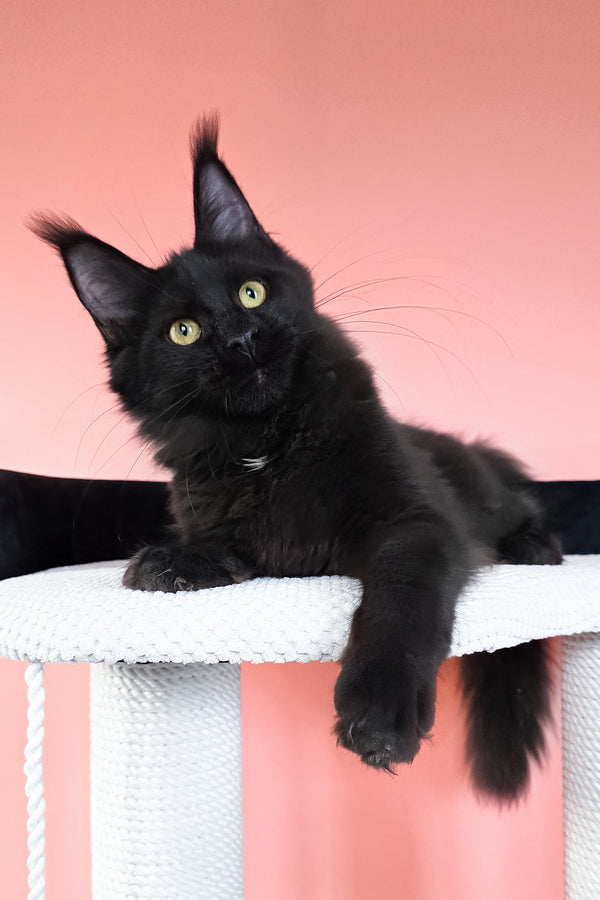 Nola | Maine Coon Kitten