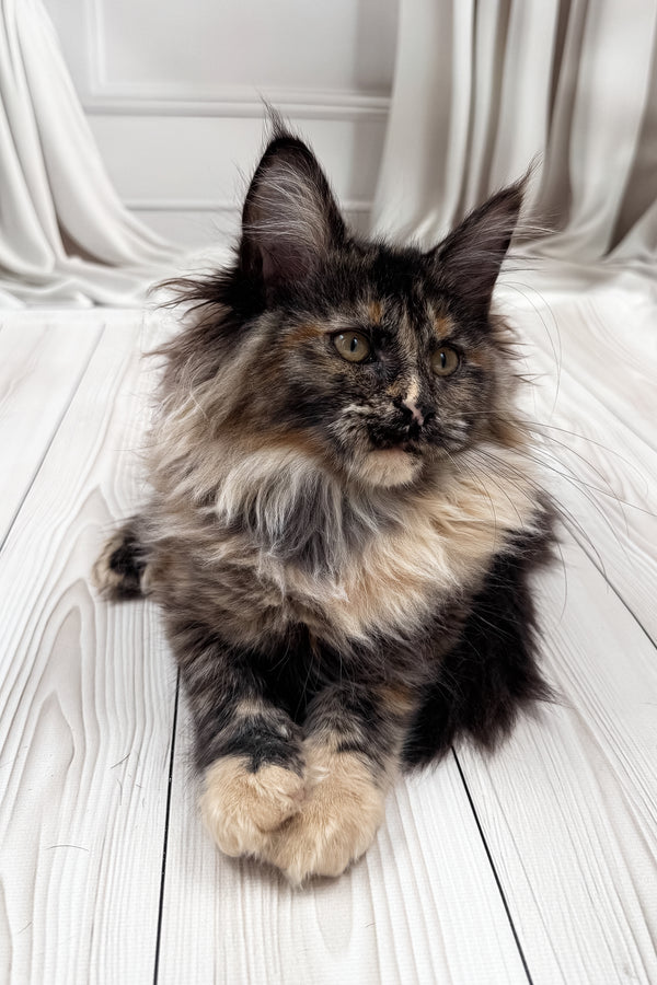 Nona | Maine Coon Kitten