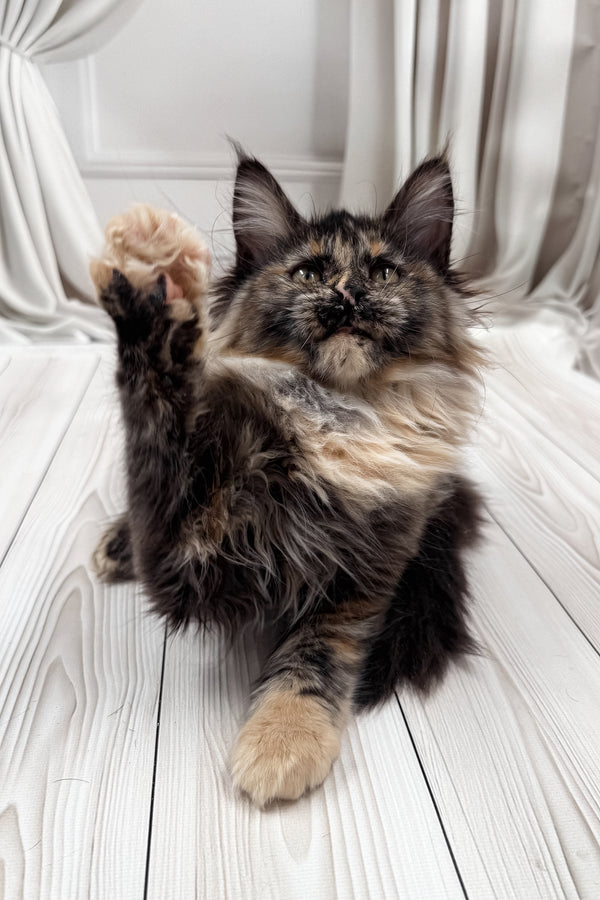 Nona | Maine Coon Kitten