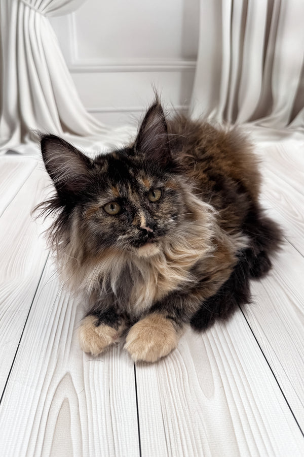 Nona | Maine Coon Kitten