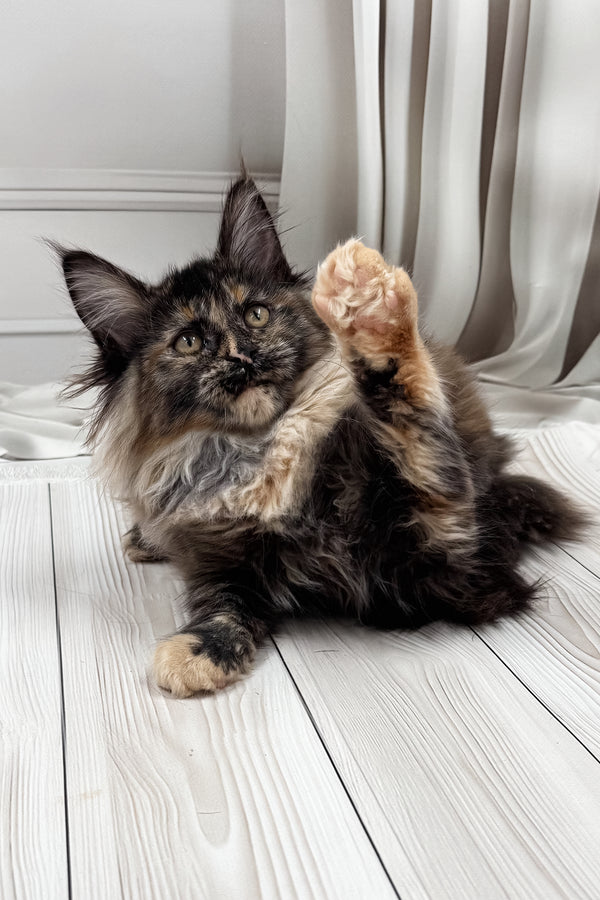 Nona | Maine Coon Kitten