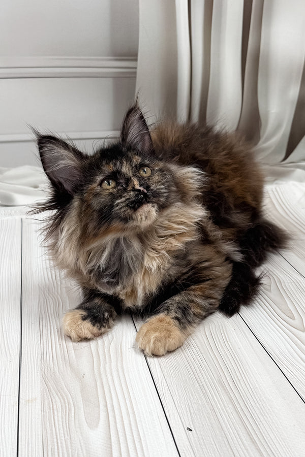 Nona | Maine Coon Kitten