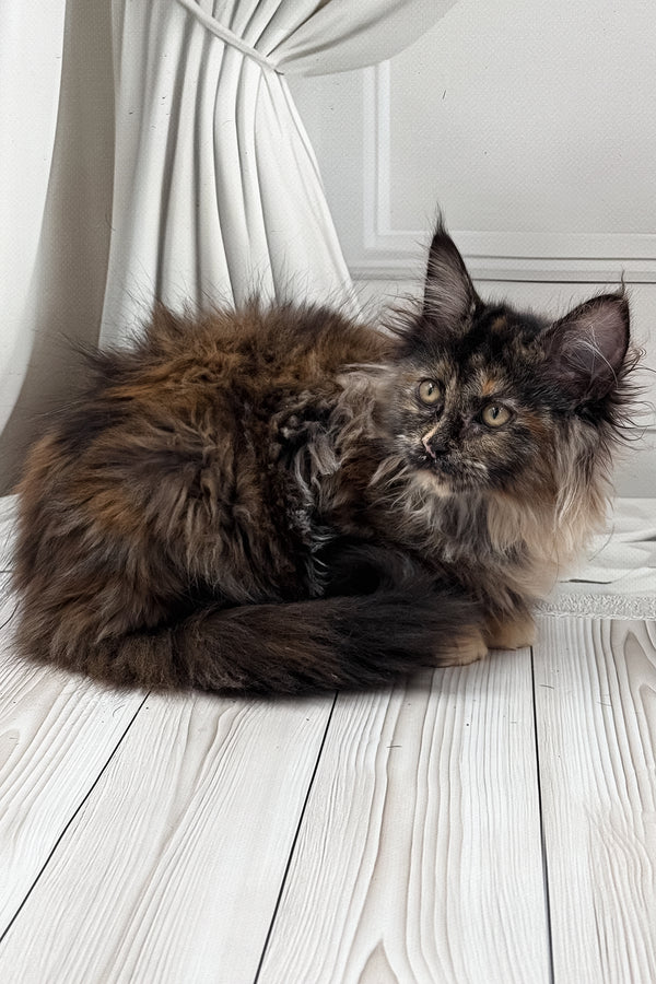 Nona | Maine Coon Kitten