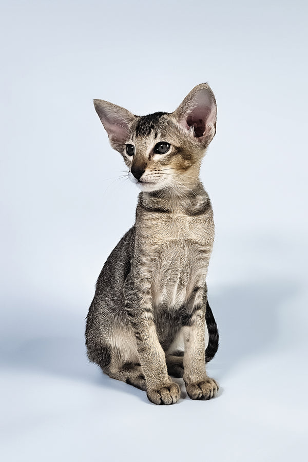 Nord | Oriental Shorthair Kitten