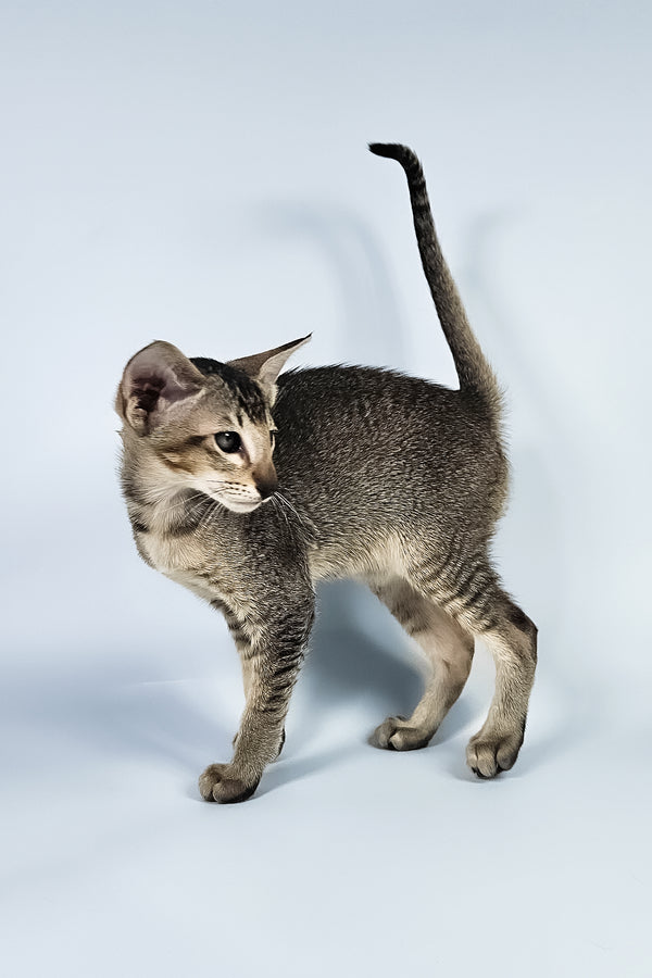 Nord | Oriental Shorthair Kitten