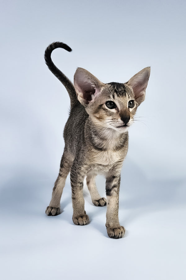 Nord | Oriental Shorthair Kitten