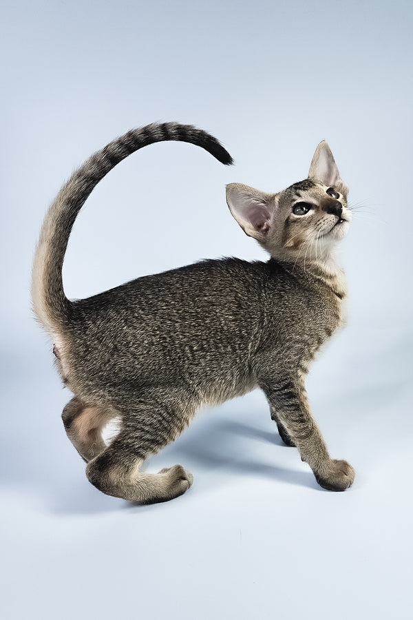 Nord | Oriental Shorthair Kitten