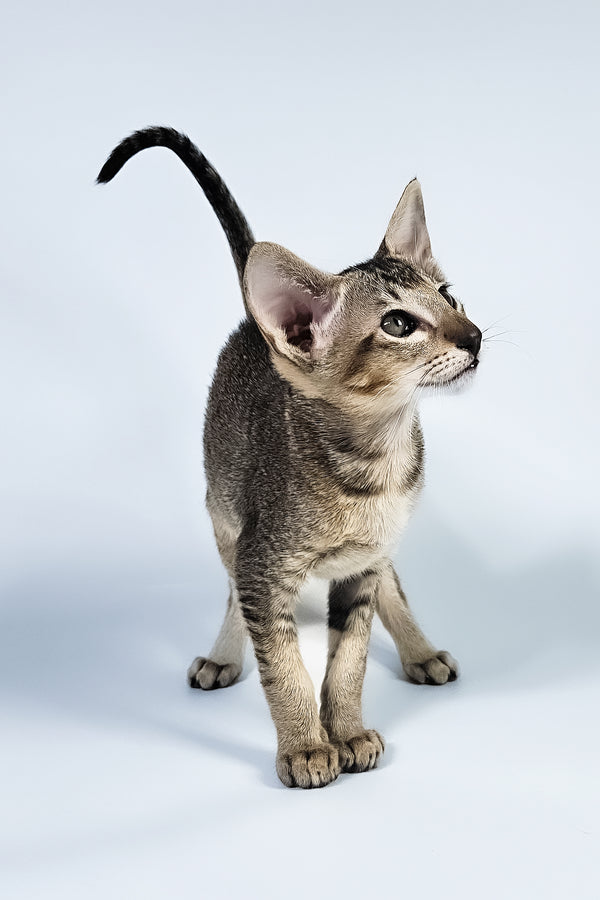 Nord | Oriental Shorthair Kitten