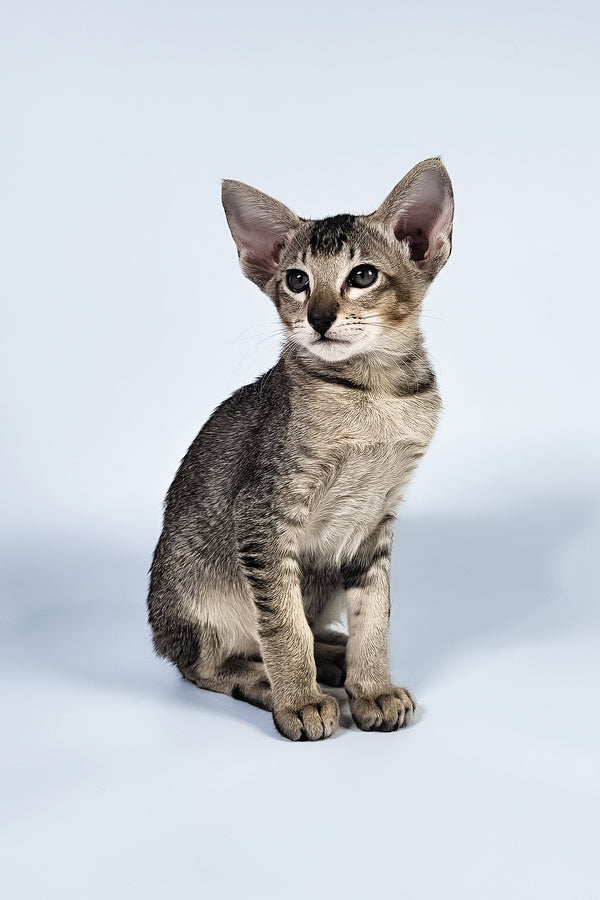 Nord | Oriental Shorthair Kitten