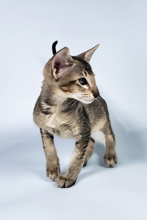 Nord | Oriental Shorthair Kitten