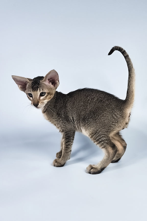 Nord | Oriental Shorthair Kitten