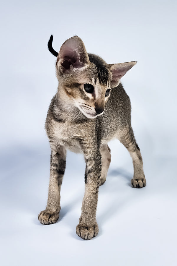 Nord | Oriental Shorthair Kitten