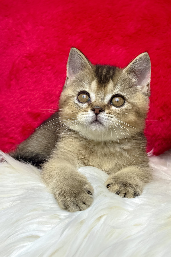 Nord | British Shorthair Kitten