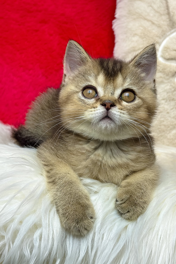 Nord | British Shorthair Kitten