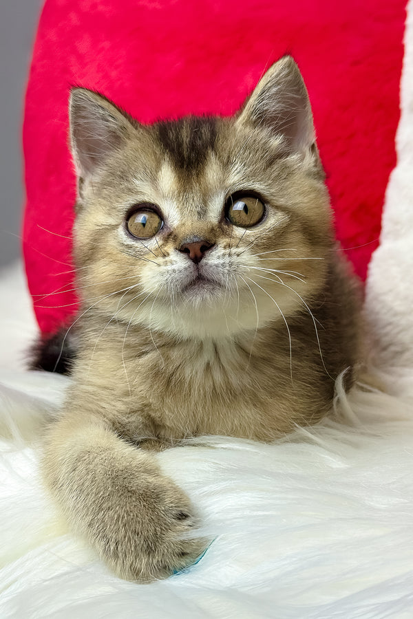 Nord | British Shorthair Kitten