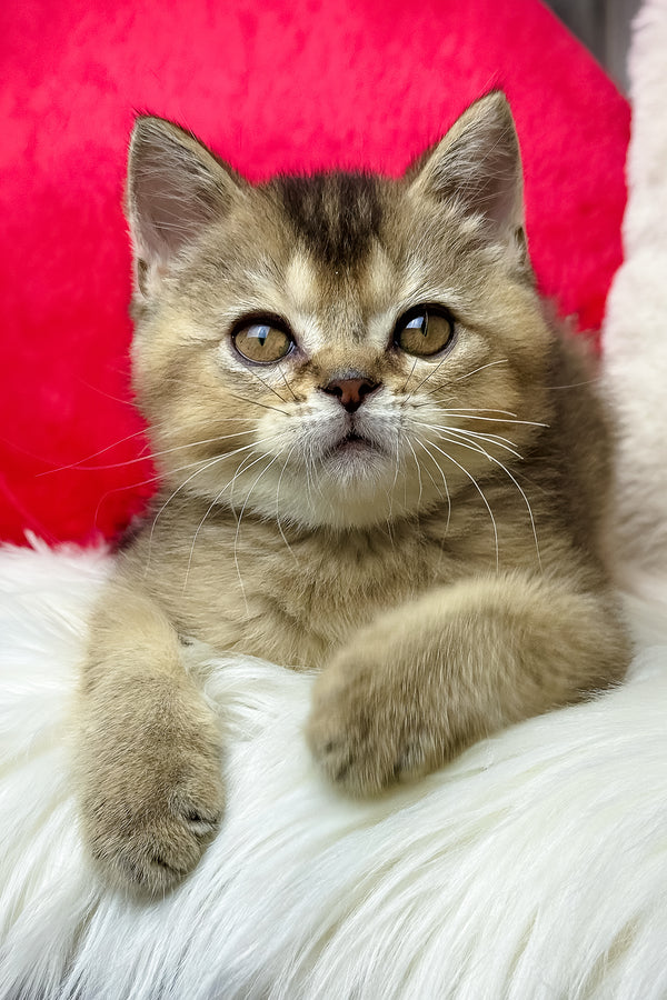 Nord | British Shorthair Kitten