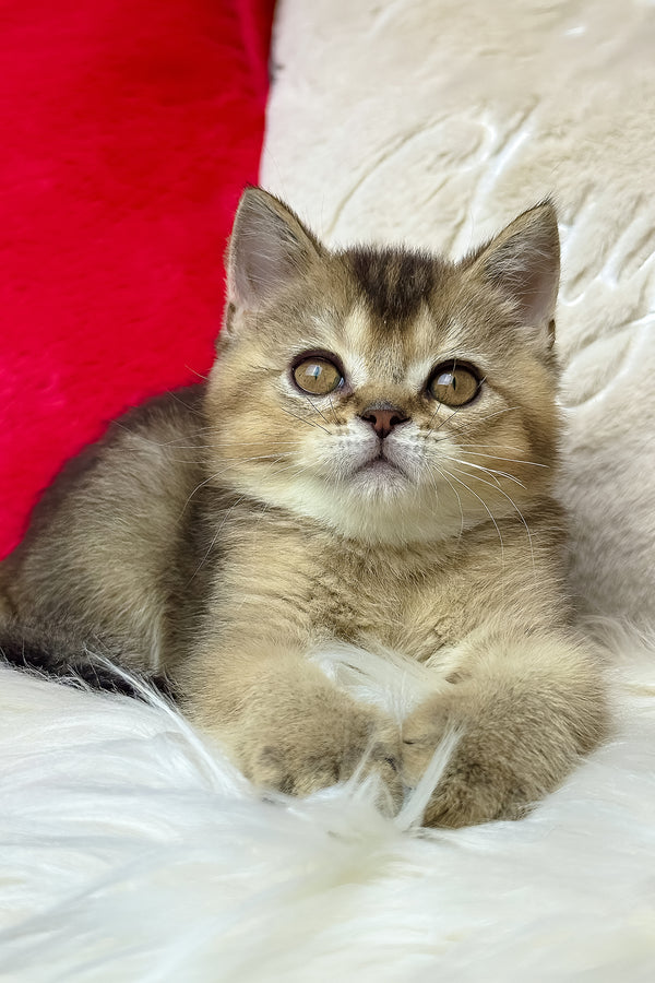 Nord | British Shorthair Kitten