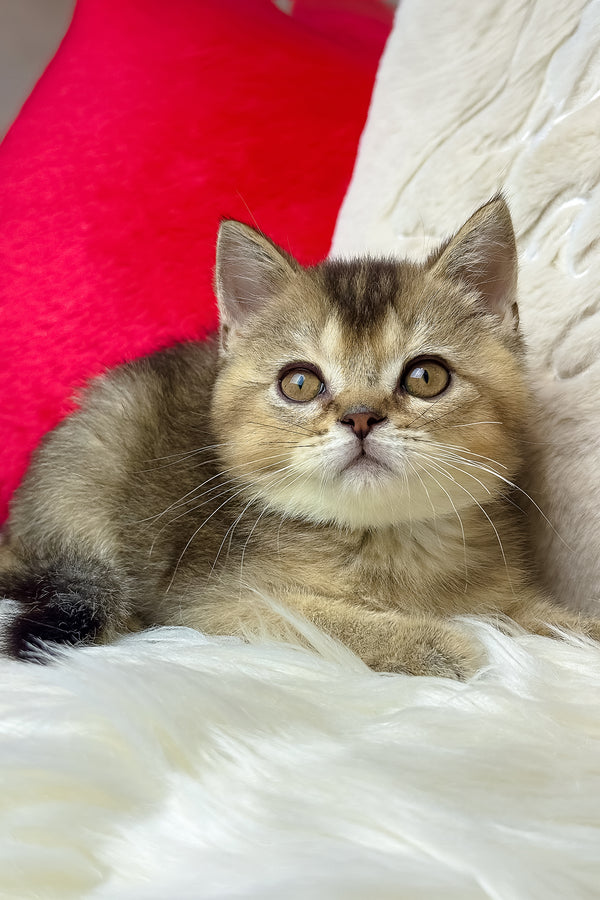 Nord | British Shorthair Kitten