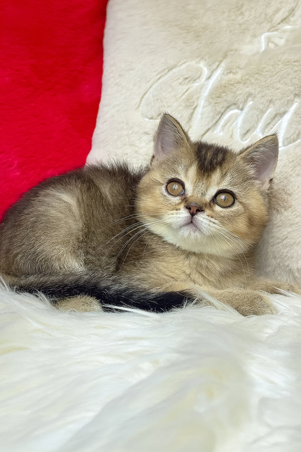 Nord | British Shorthair Kitten