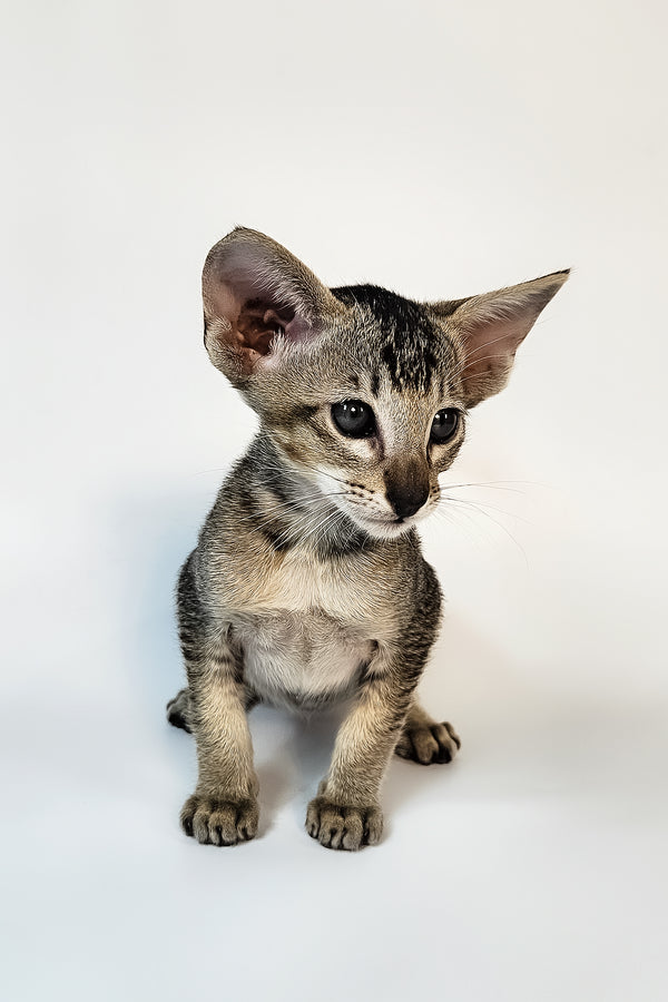 Nord | Oriental Shorthair Kitten
