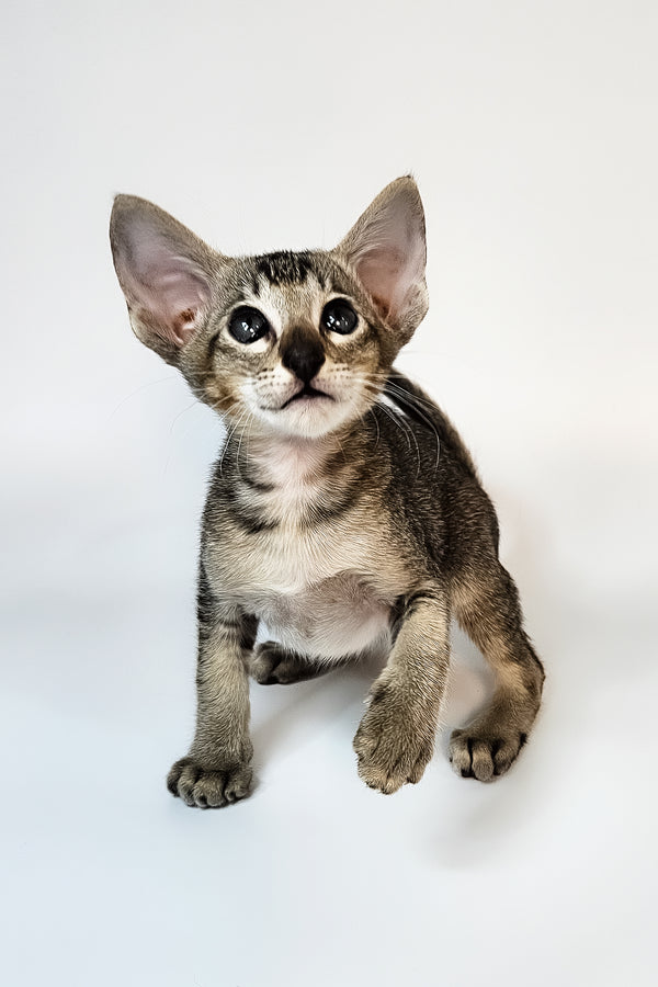 Nord | Oriental Shorthair Kitten