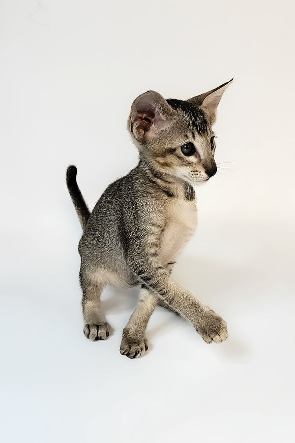 Nord | Oriental Shorthair Kitten