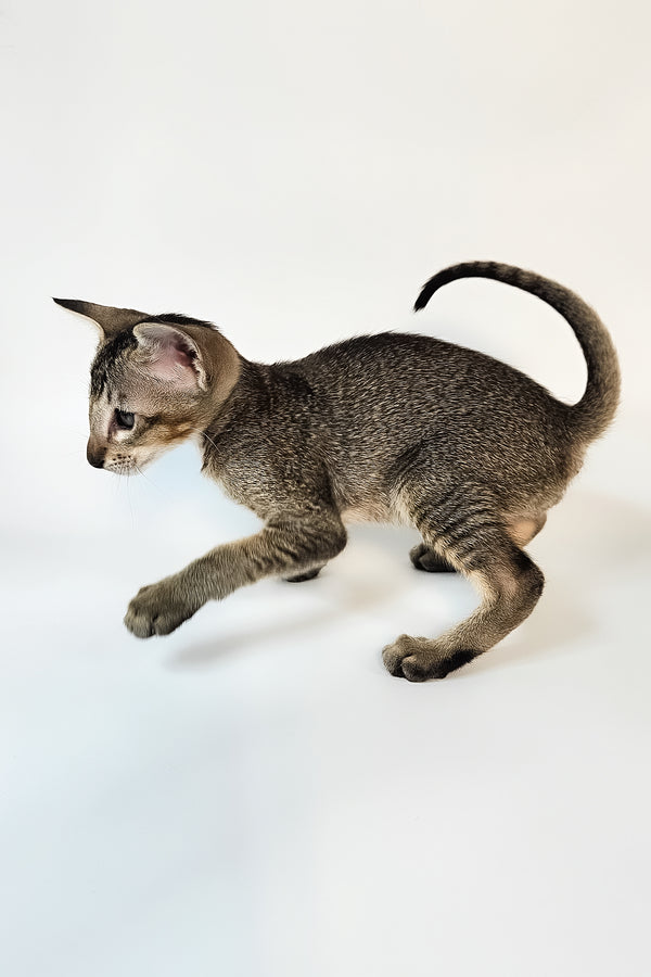 Nord | Oriental Shorthair Kitten